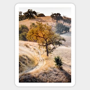 California Savanna Oak Trail Sticker